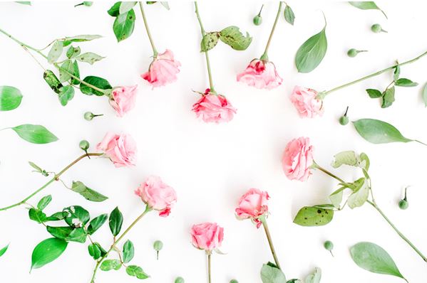 Roses shaped in heart