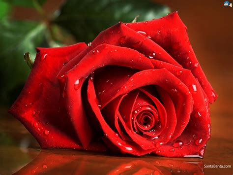 mother's day red rose